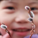 버들강아지 이미지