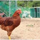 대일민박 이미지