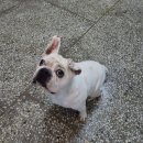 동물보육원 천안지부 이미지