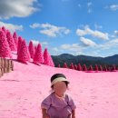 지에스25계룡허브점 | 포천 허브아일랜드 핑크뮬리 축제 위치 주차 기간 입장료 아기랑 다녀온 후기