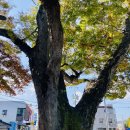 용장리 느티나무 이미지