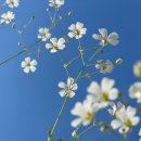 장성 꽃 화원 이미지