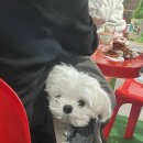향담주 | 식사동 술집:) 황씨포차에서 굴보쌈, 해물라면 먹고왔어요