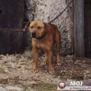 데이지 독 이미지