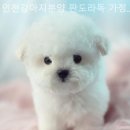 인천강아지분양 판도라독 가정분양 이미지