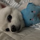 리움 동물의료센터 이미지