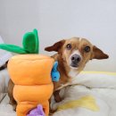 러버몽 | [강아지 장난감] ZippyPaws 대왕 당근 숨은 토끼 찾기
