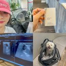큰사랑동물병원 | 동래동물병원 추천, 부산 노령견 병원 : 15살 말티즈 암수술 항암 1년차 후기