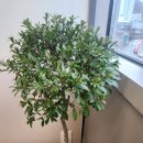 은평성모보청기청각연구센터 | 사무실에 새 식구가 된 식물들, 분갈이, 상토 보충