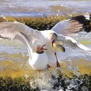 짱족의발전 이미지