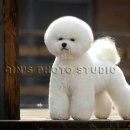 도그뉴스 이미지