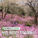소사생태길(백일) | 부천 원미산 진달래동산 주차장 돗자리 피크닉 직접 방문후기(+실시간 개화현황)