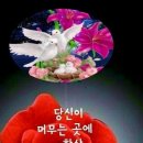 인셀덤 가연 네이버블로그