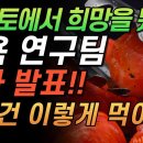 팀토마토