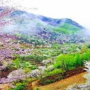 금산화원