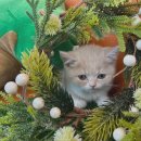 언니도그 이미지