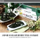 영광식품
