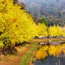 수곡용계로(길안면) 이미지