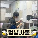 멍냥싸롱 | 멍냥싸롱 : 성남시 중원구 강아지 펫샵에서 첫 미용 후기