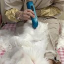 고양이 무마취미용 네발바닥 네이버블로그