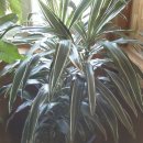 ＜★★4조＞ 식물도감 _ 조장 문슬기 ( 드라세나 와네키 Dracaena dermensis ) 이미지