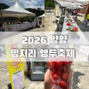 명지리앵두마을 | 2026 양양축제 양양앵두축제 🍒 먹거리, 길찾기 다녀온후기