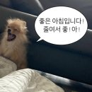 일어회화 | 전화일본어 회화 추천 &lt;미미일본어&gt; 내돈내산 4개월 찐후기! (+ 왕초보에서 일본취업까지, 포도일본어...