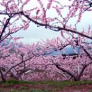 강릉 복사꽃 축제 이미지