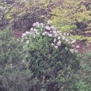 처갓집양념치킨 괴안점 이미지