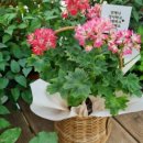 와부농업협동조합 하나로마트 이미지