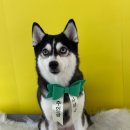 오늘도 댕댕이 이미지