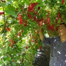 이레농장 2 이미지