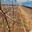 송백농장 이미지