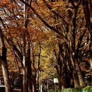 기와옥 | 목동 아파트의 가을 풍경과 기와옥 순두부 내돈내산 솔직후기