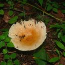 무당버섯의 세계 - 무당버섯속 (Russula)의 종 이미지