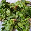 진군농장 이미지