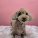 그루머로 이미지