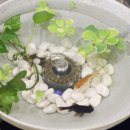 금붕농장 이미지