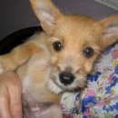 연서 동물병원 이미지