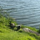 송백 | [내돈내산] 부산 강서구 카페 낭만송백 후기｜맥도강 옆 잔디밭과 오리가 반겨주는 카페