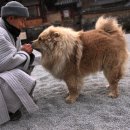 차오차오 이미지