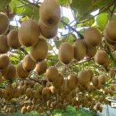 수야농장 이미지