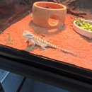 미건환경 | [파츄일기]창원 진해구 파충류샵 ‘미건렙타일’에서 시트러스 비어디 드래곤 데려온 날