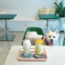 WITH DEW(윗듀) | 대구 북구 연경동 애견동반카페