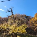 봄자리골천 | 충남 [금산 가볼만한곳] 11월 단풍 절정, 천년된 은행나무와 애기단풍을 볼 수 있는 (보석사) 이번주...