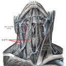 경정맥(jugular vein) 이미지