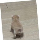 펫캐슬 강아지고양이 애견샵 의정부점 이미지