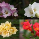 프리지아 B 이미지