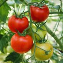 사비농장 이미지