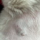 THE힘찬동물병원 이미지